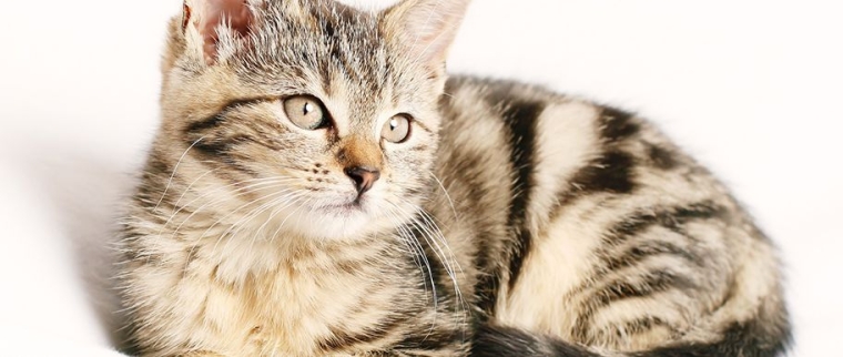 vermifuge pour chat